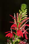 Cardinal flower